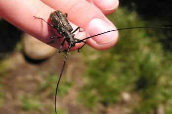 Na Lysé hoře snadno narazíte na vzácnou faunu ( © Jan P. Štěpánek 07/2005)