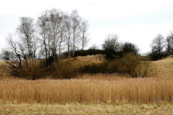 Křovinami zarostlé tvrziště od západu ( © Filip Matoušek 02/2007)