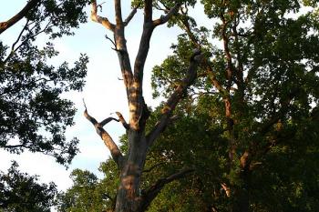 Duby na hrázi (© Jiří Cukr, 08/2009)