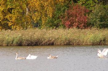 Fauna i flóra místa v jednom záběru ( © Jan P. Štěpánek 10/2006)