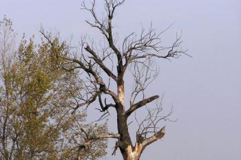 Partie ze přehů řeky Odry (© Jan P. Štěpánek, 10/2006)