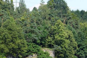 Maškovec z červeně značené stezky kolem Vltavy (© Jiří Cukr, 08/2010)