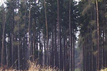 V.Kosíř (© Ivo Rozehnal, 04/2007)