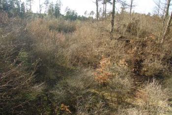 Zarostlý areál hradu ( © Jiří Čížek 03/2008)