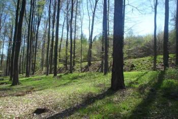Černov - severní val oppida (© Jan Celý, 04/2007)