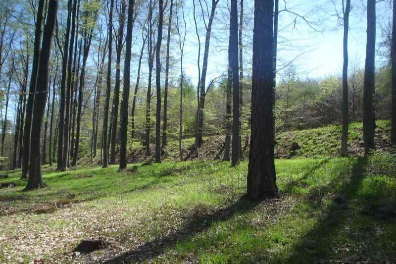 Černov