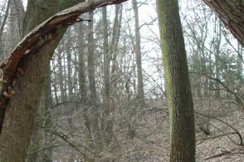  ( © iV 21. 2. 2007)