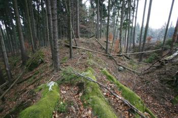 Tvrziště od západu přes čelní příkop (© Filip Matoušek 12/2006)