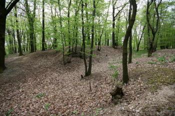 Pohled z přístupové cesty na jižní část tvrziště ( © Luděk Pitter 04/2007)