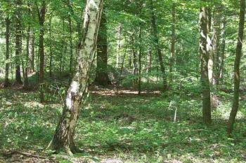Jedna z výraznějších mohyl. (© Milan Caha, 05/2007)