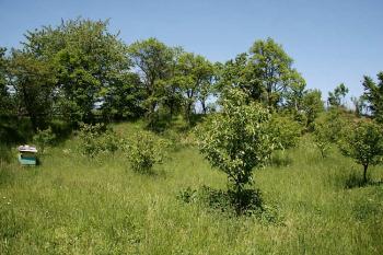 Střední část tvrziště ( © Luděk Pitter 05/2007)