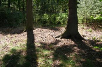tvrziště Kokot ( © Marek Skýpala 05/2007)