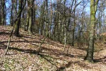 Čelo vnitřního valu, v pravo málo zřetelný příkop (© Milan Caha, 04/2007)