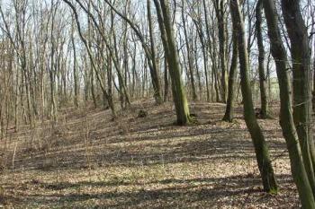 Val na severní hraně hradiště (© Milan Caha, 04/2007)
