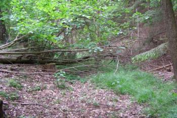 tvrziště Přemilovsko ( © Marek Skýpala 06/2007)