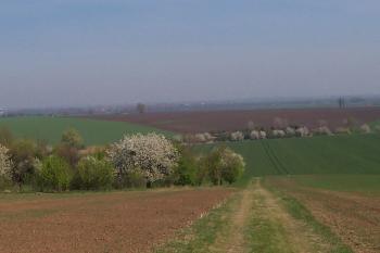 Na Skalkách - pohled ze Skalek na rovinatou Hanou (© Ivo Rozehnal, 04/2011)