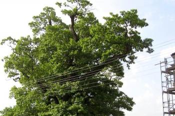 Pohled na duby letní od jihovýchodu ( © Jan P. Štěpánek 06/2007)