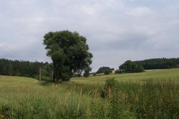 Lom Loupežník u Plumlovské přehrady - mokřady před lokalitou (© Ivo Rozehnal, 07/2010)