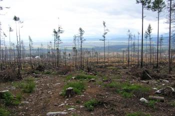 Krajina nad Starým Smokovcem po větrné kalamitě v roce 2005 a následných požárech ( © Jan P. Štěpánek 08/2006)