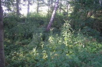 na první pohled patrné převýšení toku Strhance a cyklostezky (Přerov-Lipník nad Bečvou) ( © Ondřej Štěpánek 07/2007)
