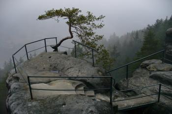 Maloskalsko - jedna z vyhlídek na okraji skal s typickou zkroucenou borovicí (© Pavel Jarý, 11.2.2007)