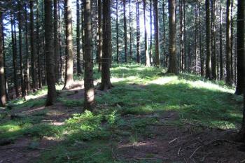 Vrchol kopce Šance (575 m) ( © Jan P. Štěpánek 08/2005)
