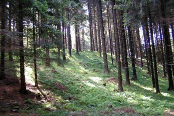 Pohled k vrcholu kopce Šance (575 m) ( © Jan P. Štěpánek 08/2005)