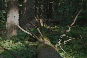 Boubínský prales (© Jiří Cukr, 07/2007)