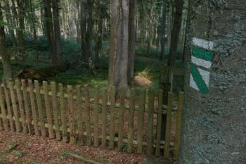 Boubínský prales (© Jiří Cukr, 07/2007)