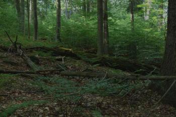 Boubínský prales (© Jiří Cukr, 07/2007)