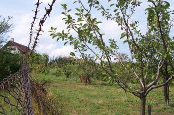 Určice - tvrz - Pohled na plochu tvrziště. Mírný svah je využit jako sad a vinohrad. (© Ivo Rozehnal, 08/2007)