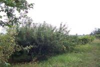 Určice
