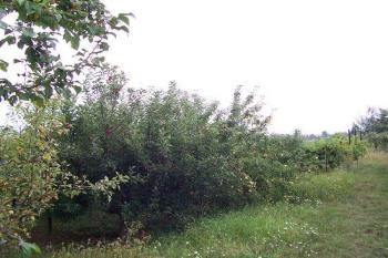 Určice - tvrz  -Plocha tvrziště je osázena jabloněmi a vinou révou (© Ivo Rozehnal, 08/2007)
