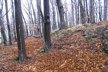 terénní stupeň, snad setřelý příkop a val na západní straně lokality (vpravo) ( © Jan P. Štěpánek 01/2008)