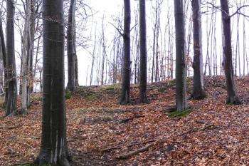 západní strana lokality s viditelným centrálním platem a hranou terénního stupně (setřelého valu ?) ( © Jan P. Štěpánek 01/2008)
