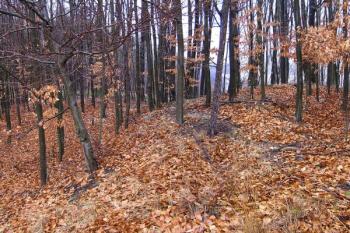 hrana jižního čela jádra lokality (vpravo) ( © Jan P. Štěpánek 01/2008)
