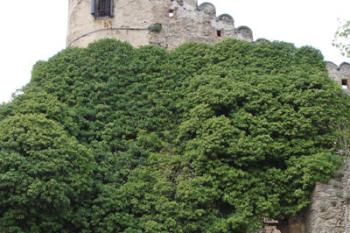 Vstup do nejstarší části hradu ( © iV 5. 5. 2007)