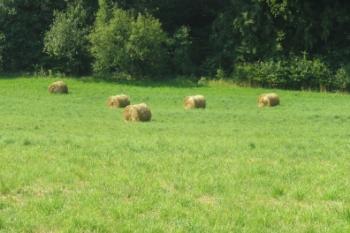 pohled na část možné zaniklé plužiny ( © Ondřej Štěpánek 08/2007)