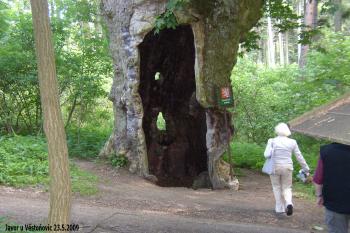 Velký javor (© Bohuslav Buďa, 08/2009)