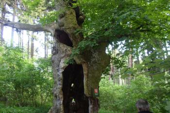 Velký javor (© Bohuslav Buďa, 08/2009)