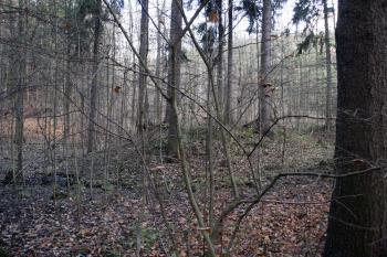 Tvrziště od cesty ( © Iva Spurná 15.11.2009)