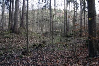 Jižní část příkopu ( © Iva Spurná 15.11.2009)