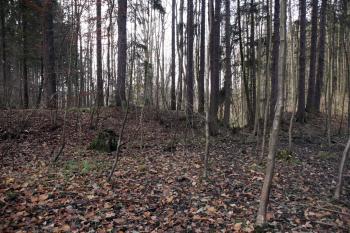 Hráz a příkop od tvrziště ( © Iva Spurná 15.11.2009)