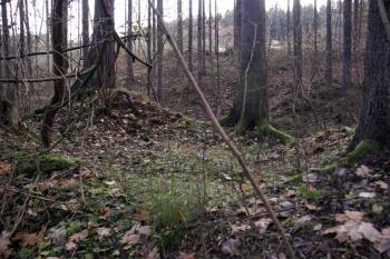 Vrcholek tvrziště ( © Iva Spurná 15.11.2009)