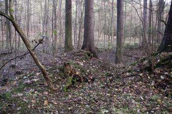 Vrcholek tvrziště ( © Iva Spurná 15.11.2009)