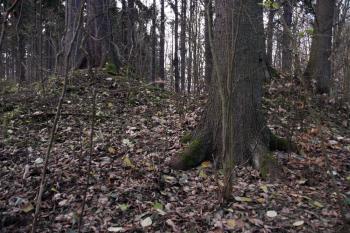 Tvrziště od východu ( © Iva Spurná 15.11.2009)