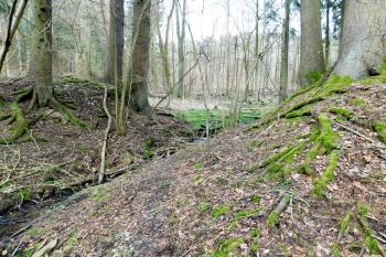 protržená hráz rybníka (© Milan Caha 03/2020)