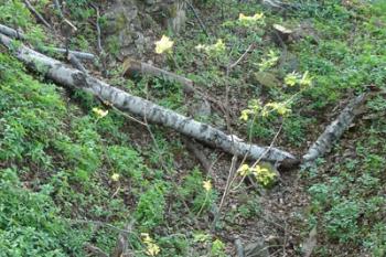 Terenní deprese na místě jihovýchodní části hradu - zbytek sklepení ( © iV 5. 5. 2007)