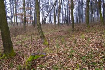 Soustava dvou plytších příkopů v rámci plochy hradiště ( © Jan P. Štěpánek 03/2007)