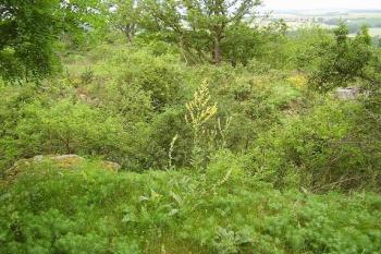 Hradiště nad Javornicí (© Roman Kolibač, 06/2007)